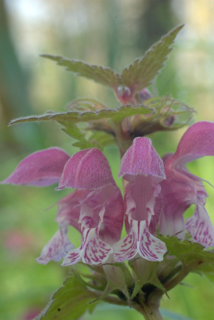 Lamium maculatum / falsa ortica macchiata
